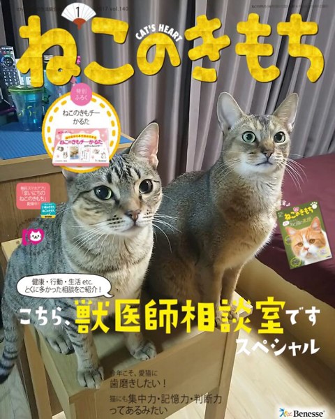 猫 オシキャット ゆずの写真