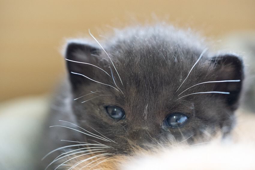 猫 黒猫 すずの写真