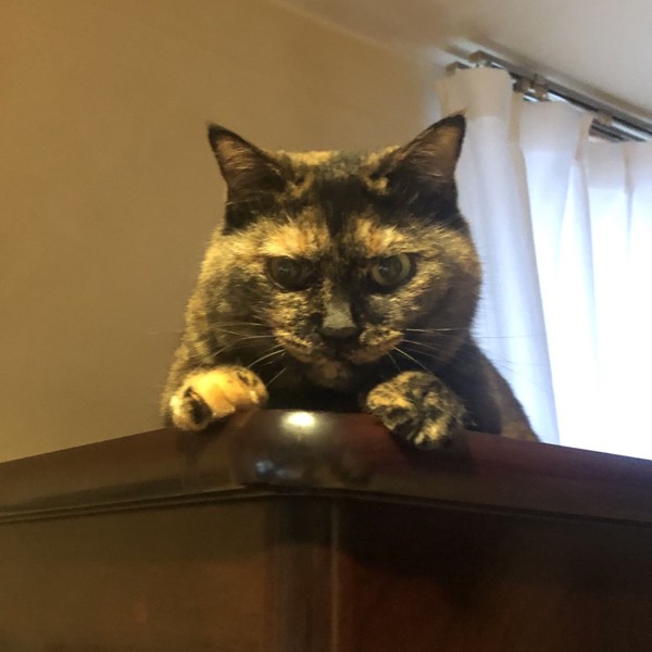 猫 サビ猫 ポンちゃんの写真