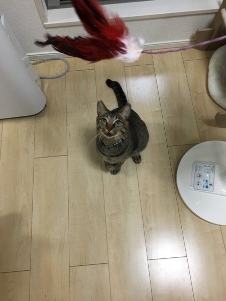 猫 キジトラ ごえもんの写真