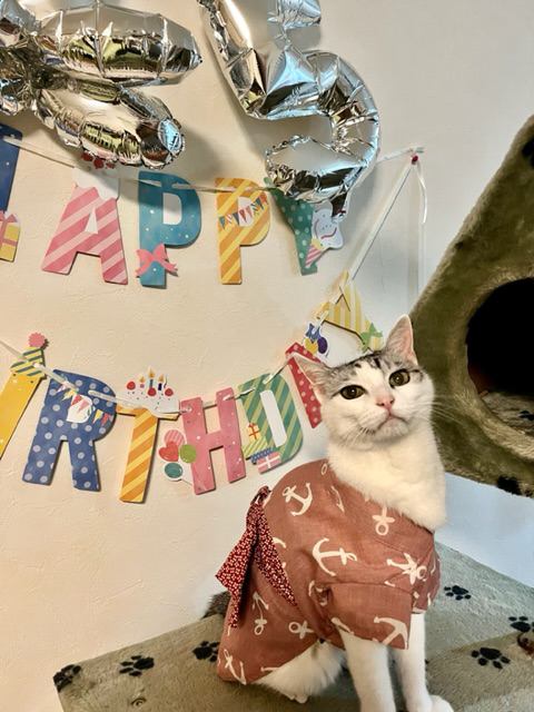 猫 サバシロ もーしゃんの写真