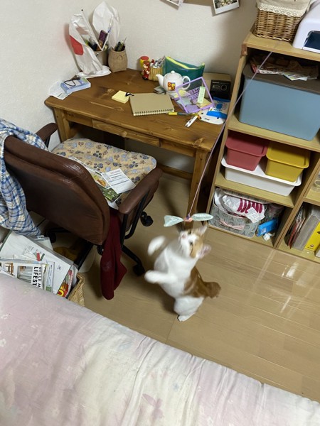 猫 雑種 雄多摩（おたま）の写真