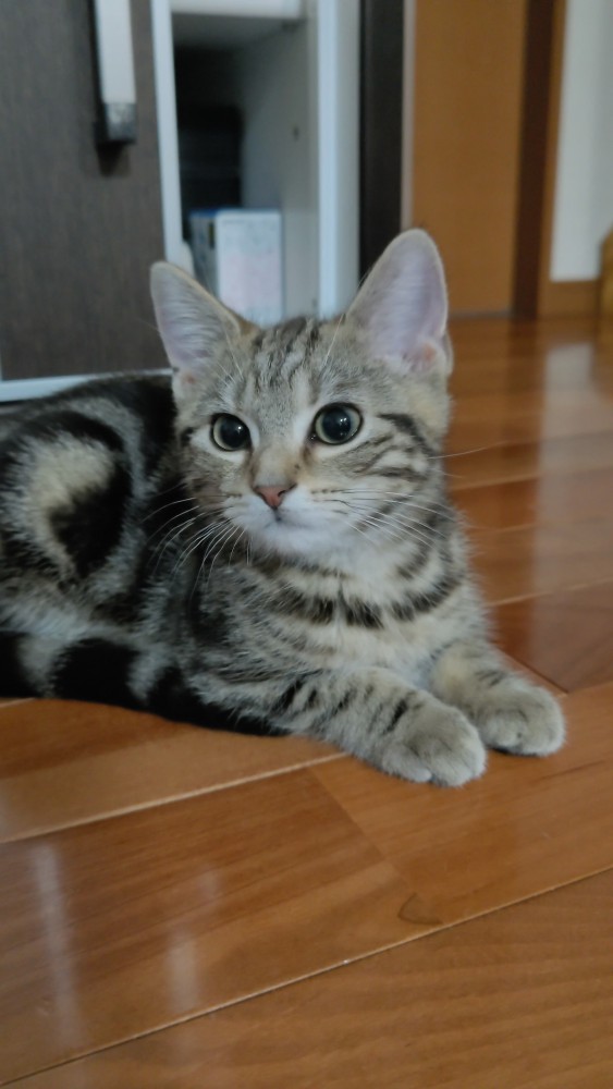 猫 アメリカンショートヘア トラの写真