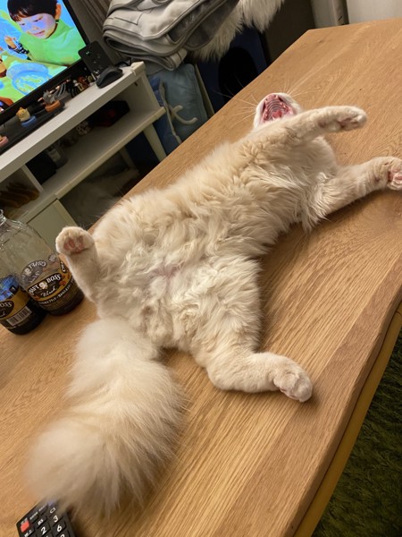 猫 セルカークレックス ノアの写真