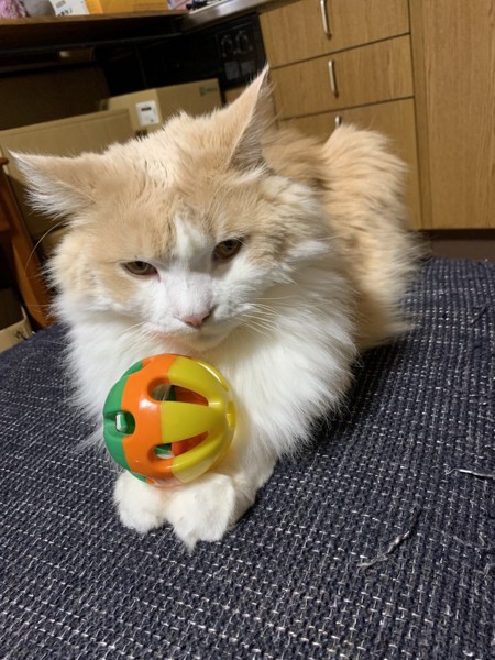 猫 マンチカン ココの写真