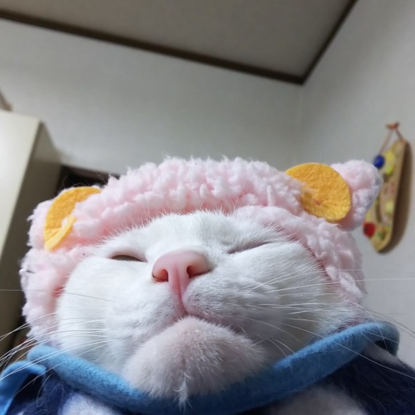 猫 白猫 たまきちの写真