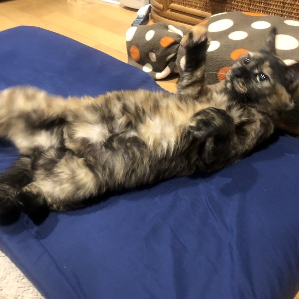 猫 サビ猫 ポンちゃんの写真