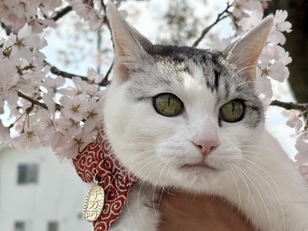 猫 サバシロ もーしゃんの写真