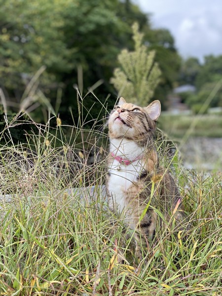 猫 雑種 たまの写真