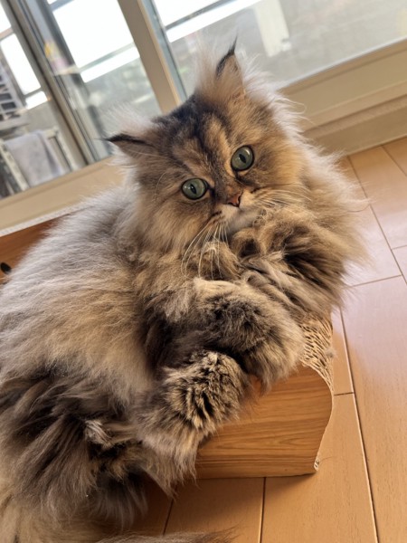 猫 チンチラペルシャ きなこの写真