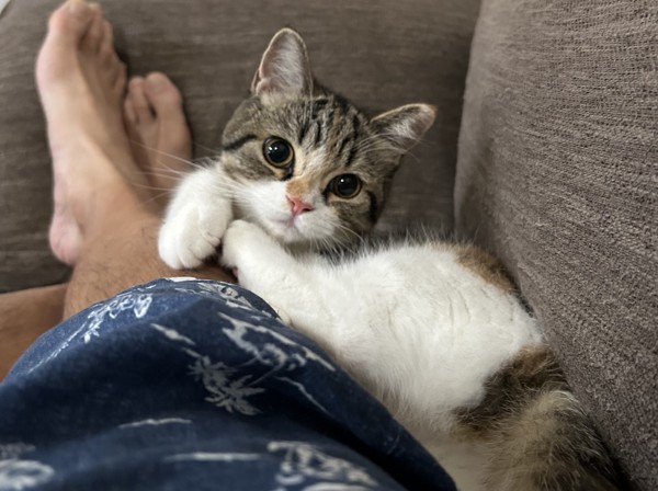 猫 マンチカン ココロの写真