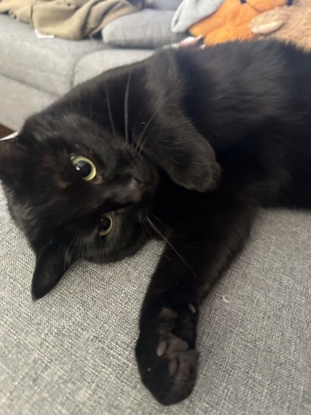 猫 黒猫 アルの写真