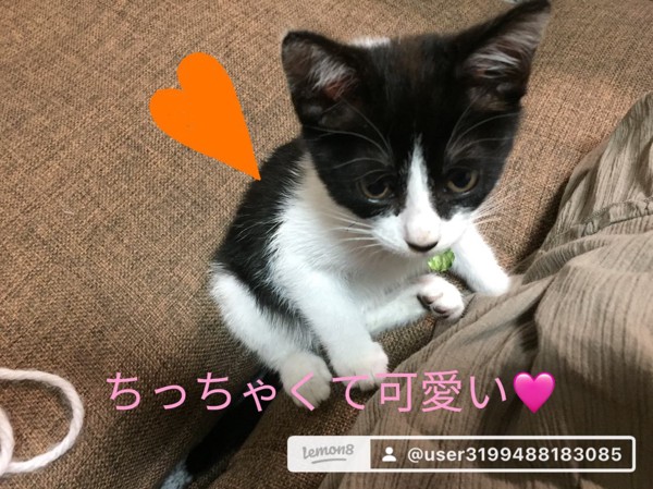 猫 雑種（ミックス） どんさんの写真