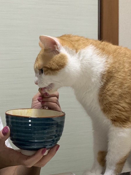 猫 雑種（ミックス） 麦茶の写真