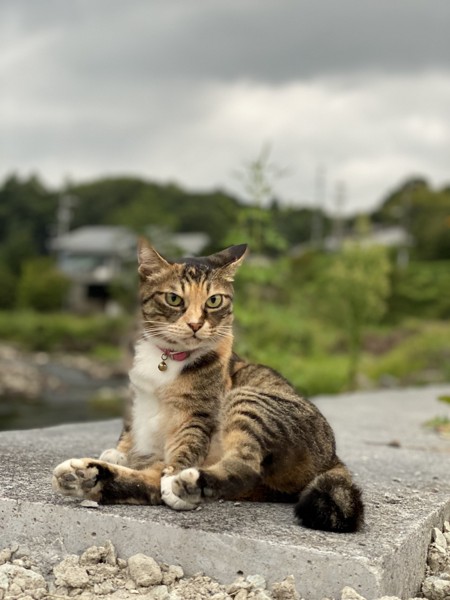 猫 雑種 たまの写真