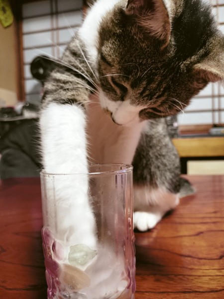 猫 三毛猫 小麦の写真