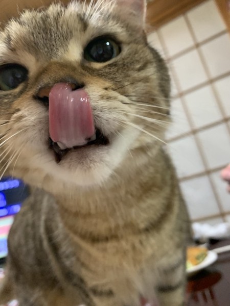 猫 ミヌエット きなこの写真