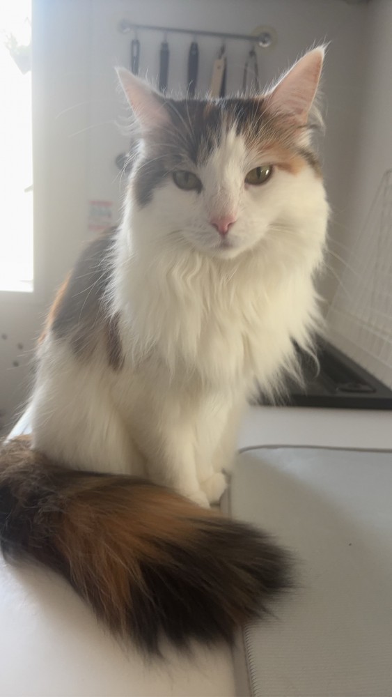 猫 メインクーン ララの写真