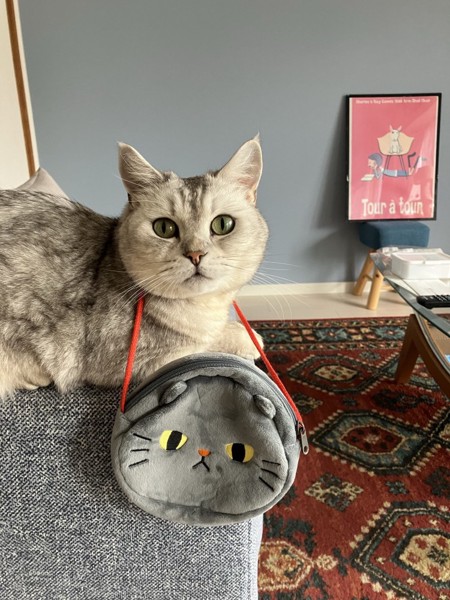 猫 ミヌエット れおの写真