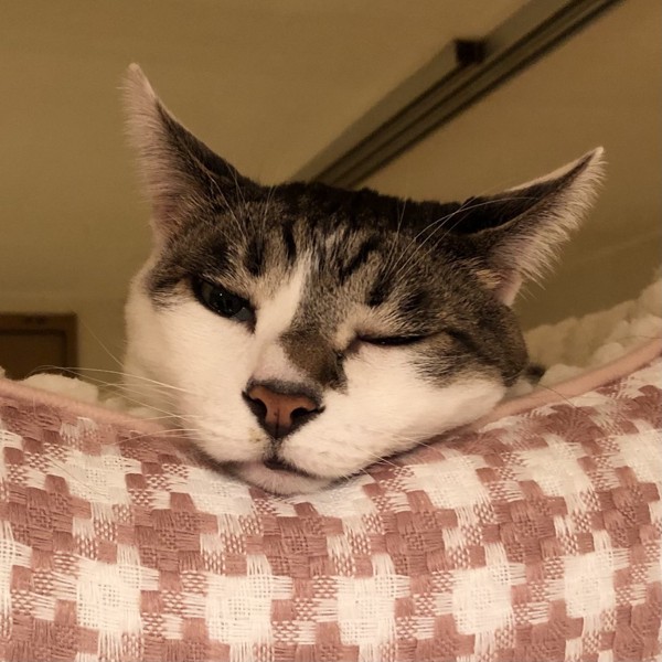 猫 雑種（ミックス） ラブの写真