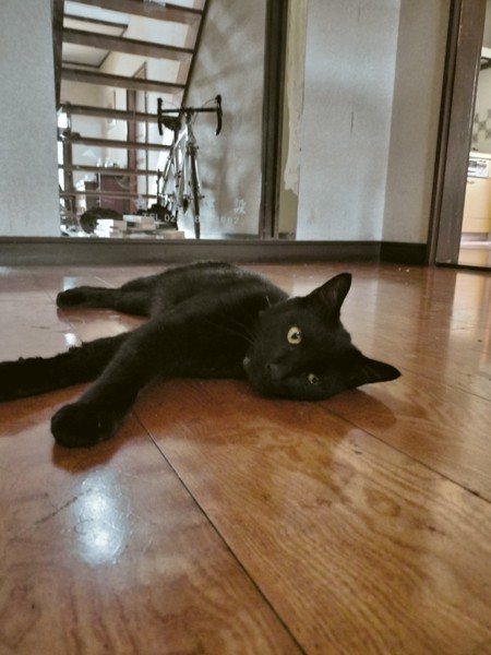 猫 黒猫 黒豆の写真