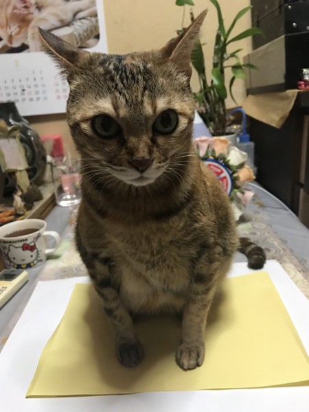 猫 雑種（ミックス） きいちゃんの写真