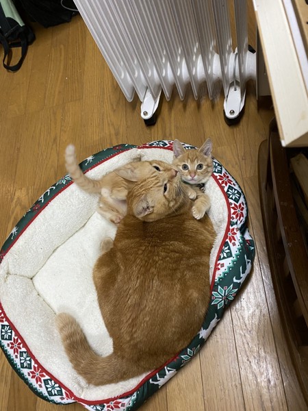 猫 茶トラ 茶太郎の写真