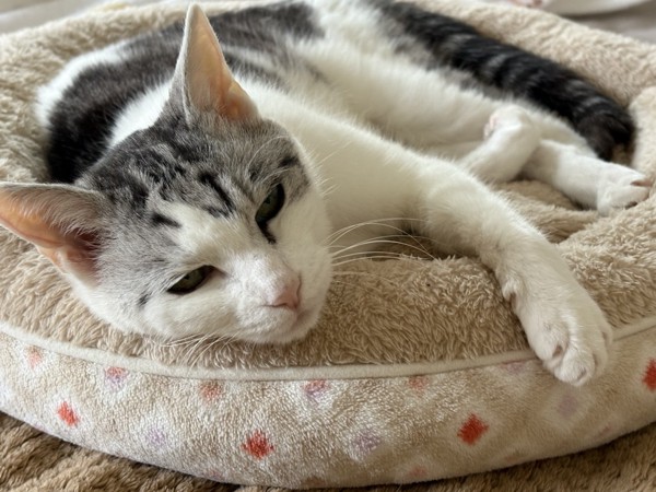 猫 サバシロ もーしゃんの写真