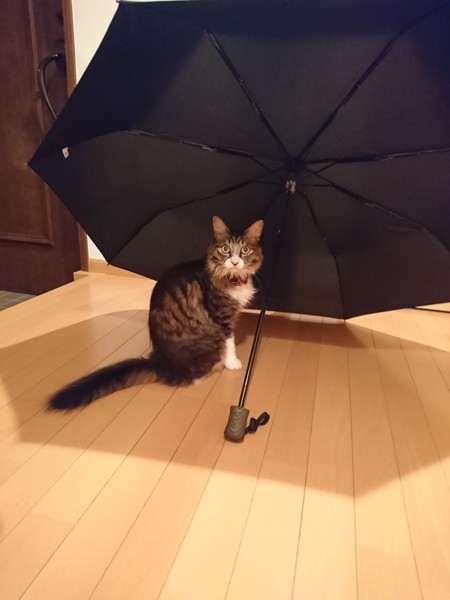 猫 雑種（ミックス） のんちゃんの写真