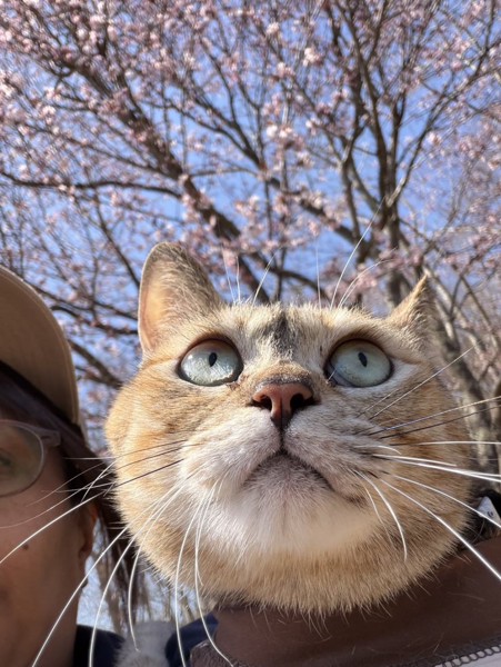 猫 マンチカン ミーコの写真