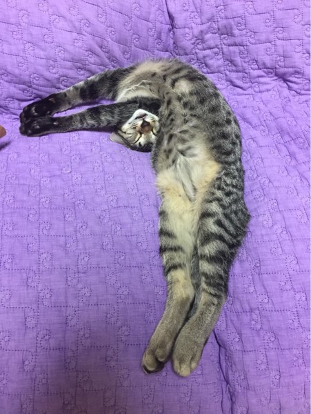 猫 雑種（ミックス） しんちゃんの写真