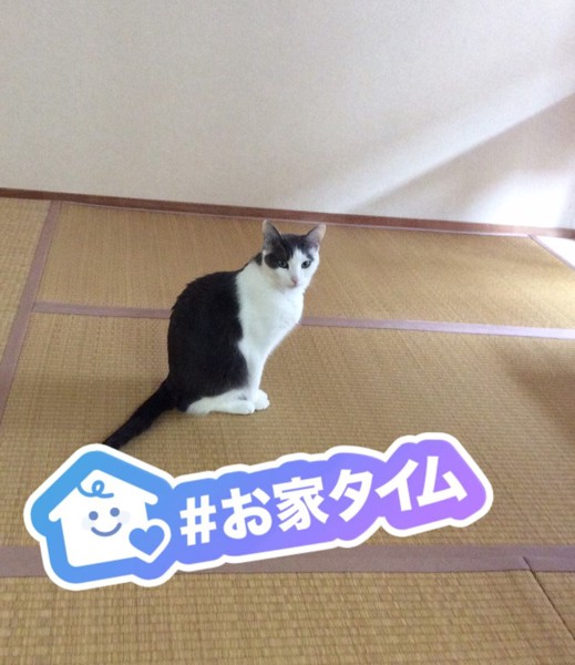 猫 雑種 うーちゃんの写真