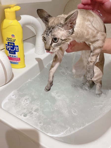 猫 雑種（ミックス） 花ちゃん❤️の写真