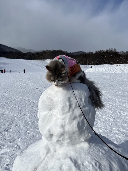 猫 雑種（ミックス） ルークの写真