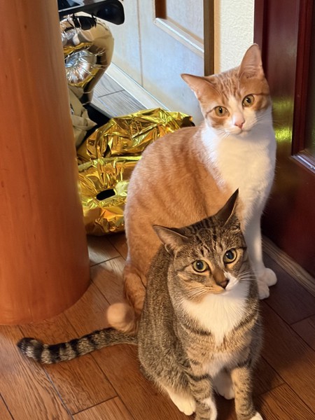 猫 キジトラ 桃太郎の写真