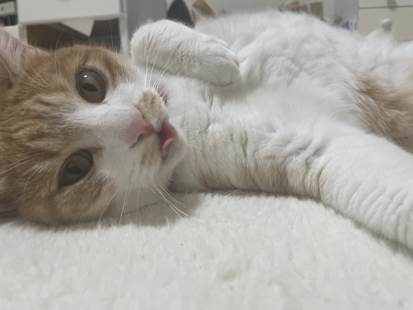 猫 茶トラ チャコくんの写真