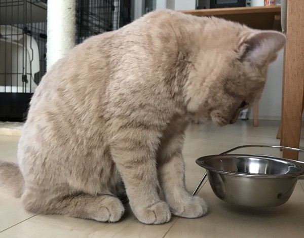 猫 スコティッシュストレート 八雲の写真