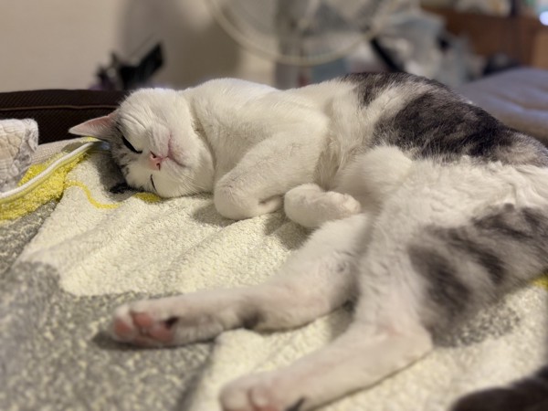 猫 サバシロ もーしゃんの写真