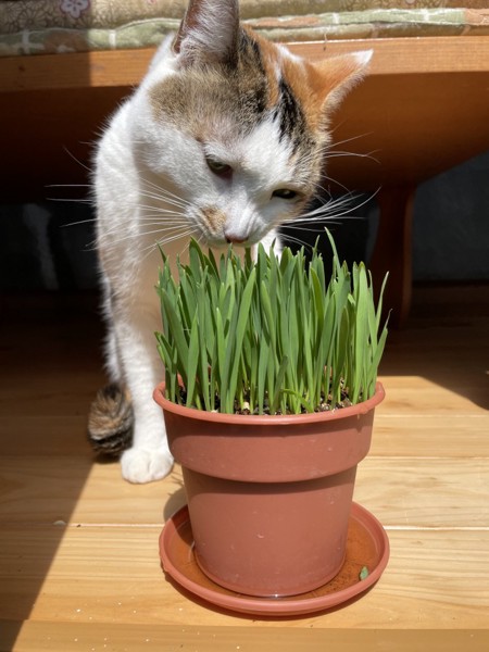 猫 雑種（ミックス） ミィの写真