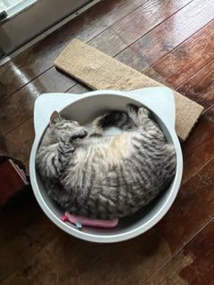 猫 雑種 さくらの写真