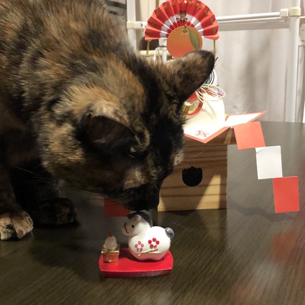 猫 サビ猫 ポンちゃんの写真