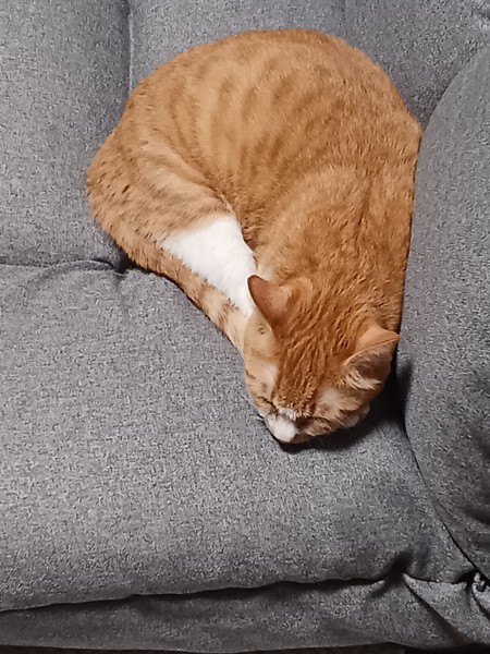 猫 茶白トラ マリンの写真