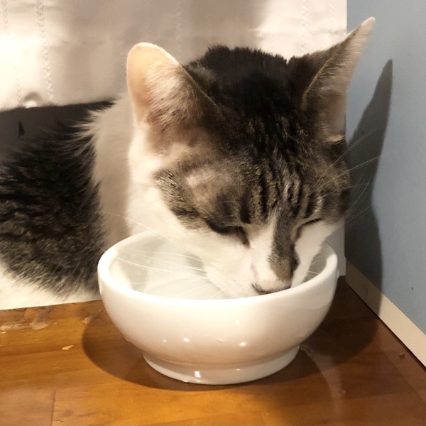 猫 雑種（ミックス） ラブの写真