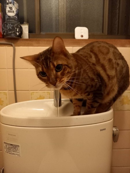 猫 ベンガル 㐂百の写真