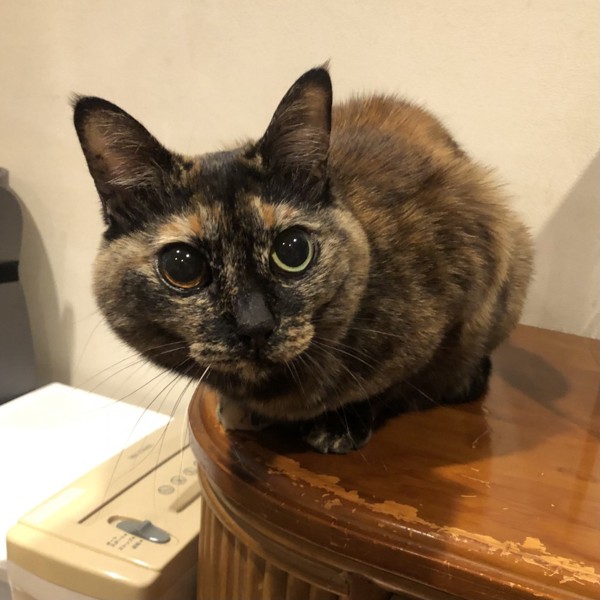 猫 サビ猫 ポンちゃんの写真