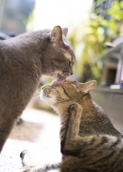 猫 雑種（ミックス） なつ＆ゆずの写真