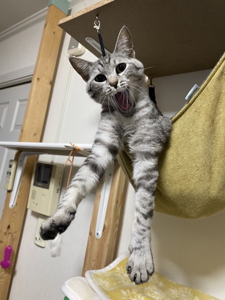 猫 サバトラ リロの写真