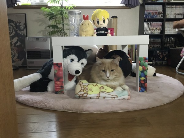 猫 メインクーン バロンの写真