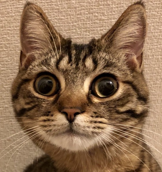 猫 マンチカン ぱす太の写真