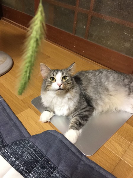 猫 ノルウェージャンフォレストキャット プルの写真